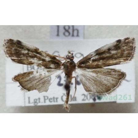 Assara terebrella (Zincken, 1818) Czech18h